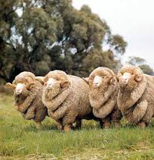 най-месната порода овце