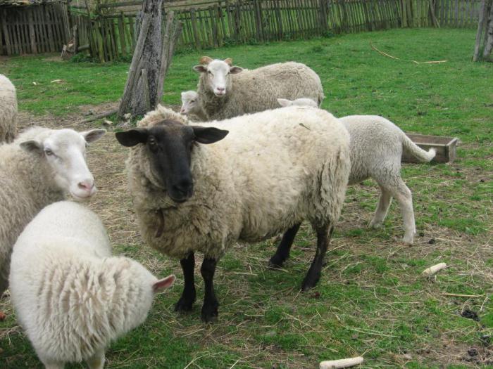 jaka rasa owiec
