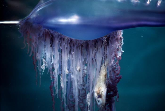 medúza portugalské lodi