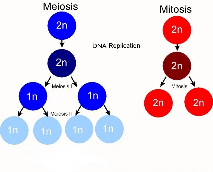 Kakšna je razlika med mitozo in mejozo?