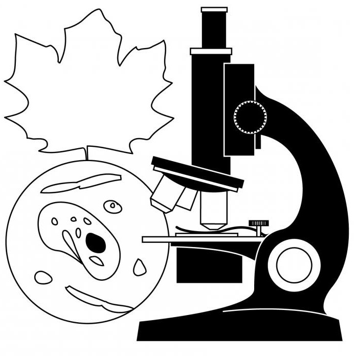 како изабрати микроскоп за ученика