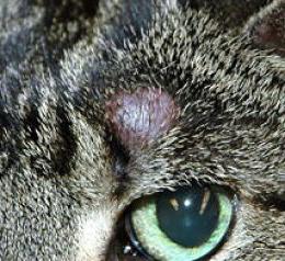 trattamento della microsporia nei gatti