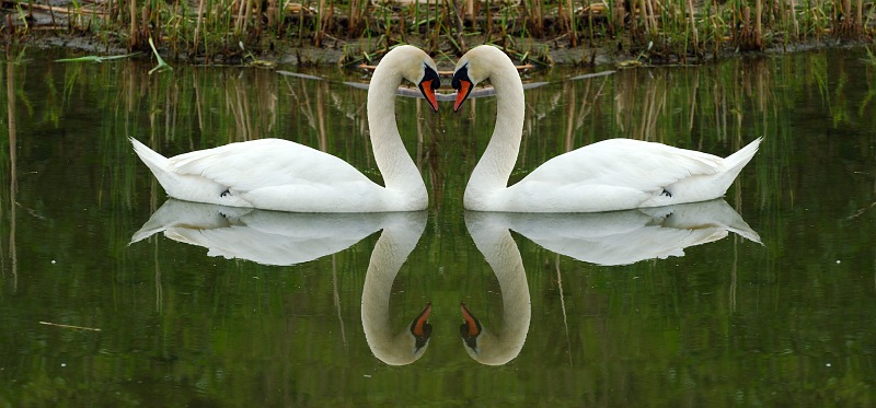 примери за огледална симетрия
