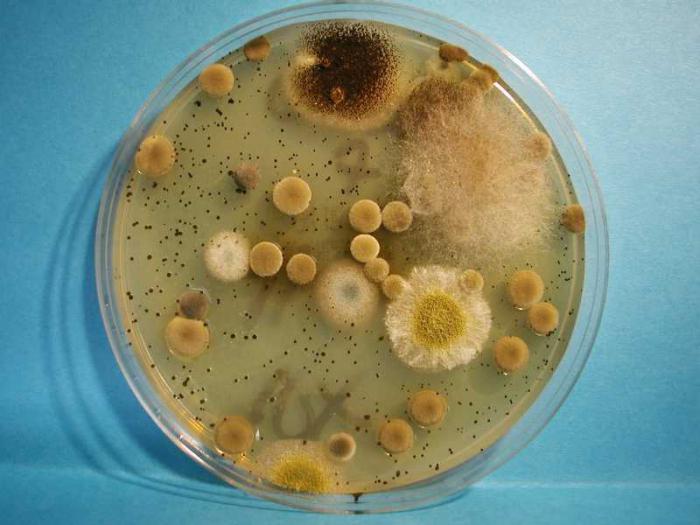 plísňové houby a bakterie
