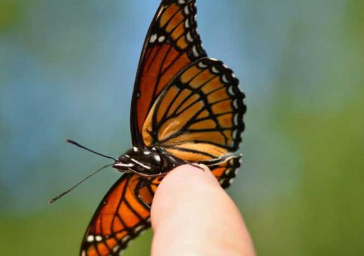 koliko živi monarhov metulj