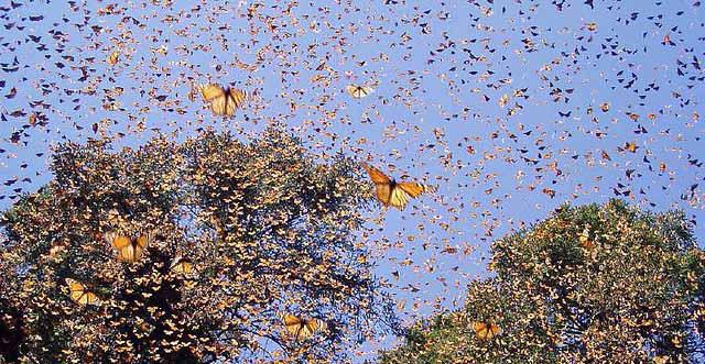 migrace monarchových motýlů