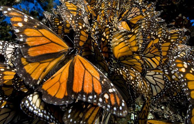 monarchových motýlů v mexiku