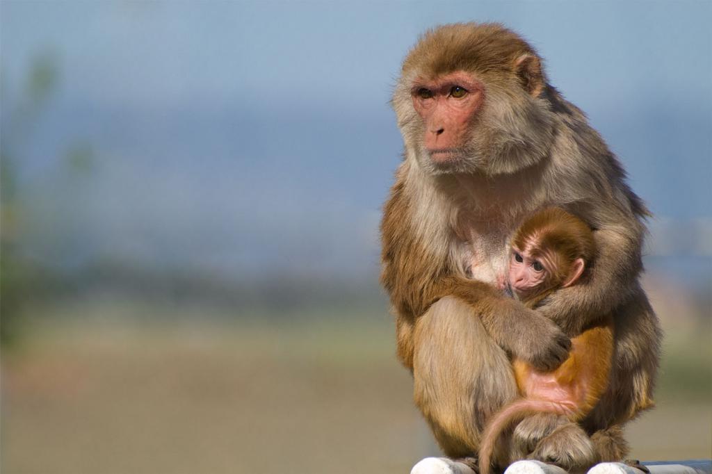 Pohled - Rhesus Macaque
