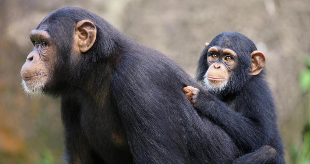 scimpanzé comuni
