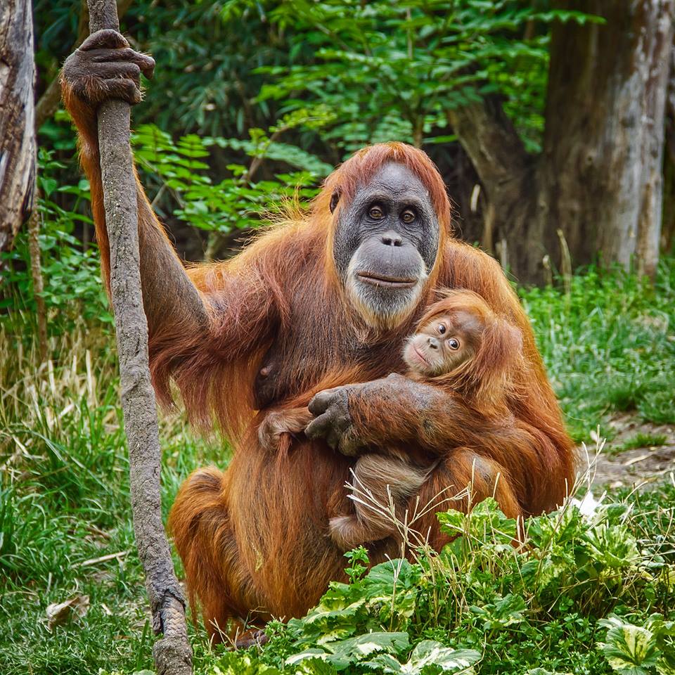 Orangutan di Sumatra