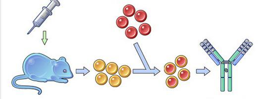 моноклонални антитела