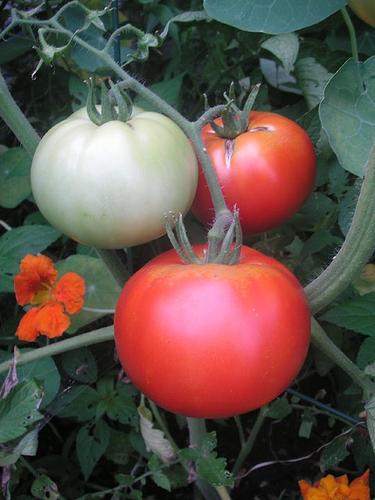 Odmiany pomidora Czapka Monomacha