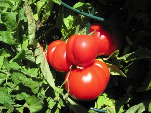 Tomatoes Cap Monomakh