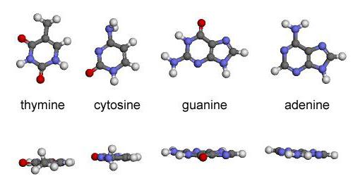 типове мономери на нуклеинови киселини