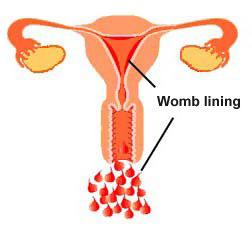menstruace u žen