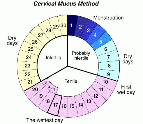 Месечен цикъл: нормален календар Как да изчислим месечния цикъл