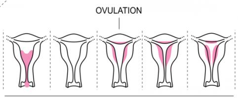 kako se šteje cikel menstruacije