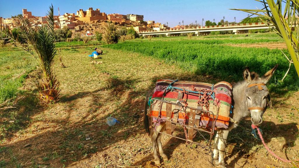 пољопривреда у Мароку
