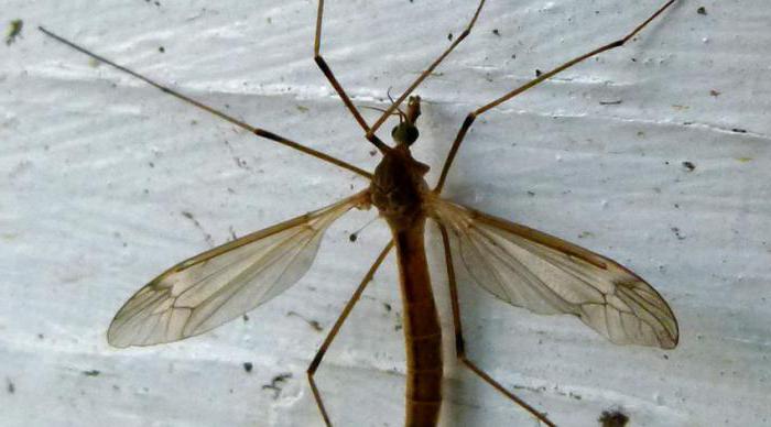 grande zanzara