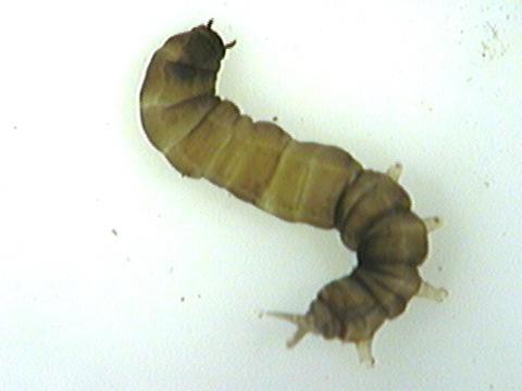 larva komaraca