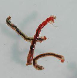 Larva di zanzara larva