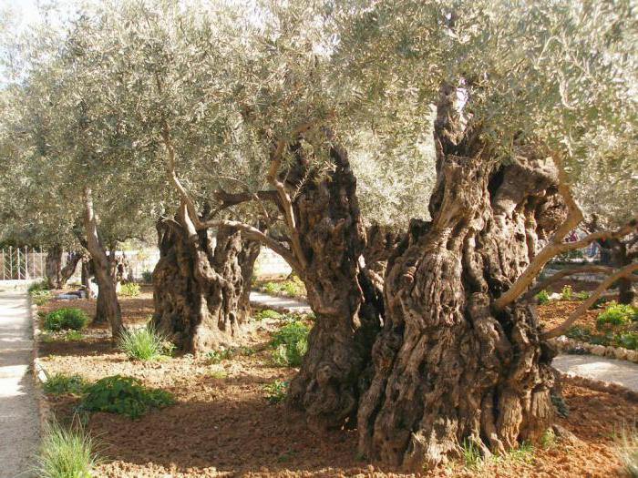 Mount of Olives: fotografie