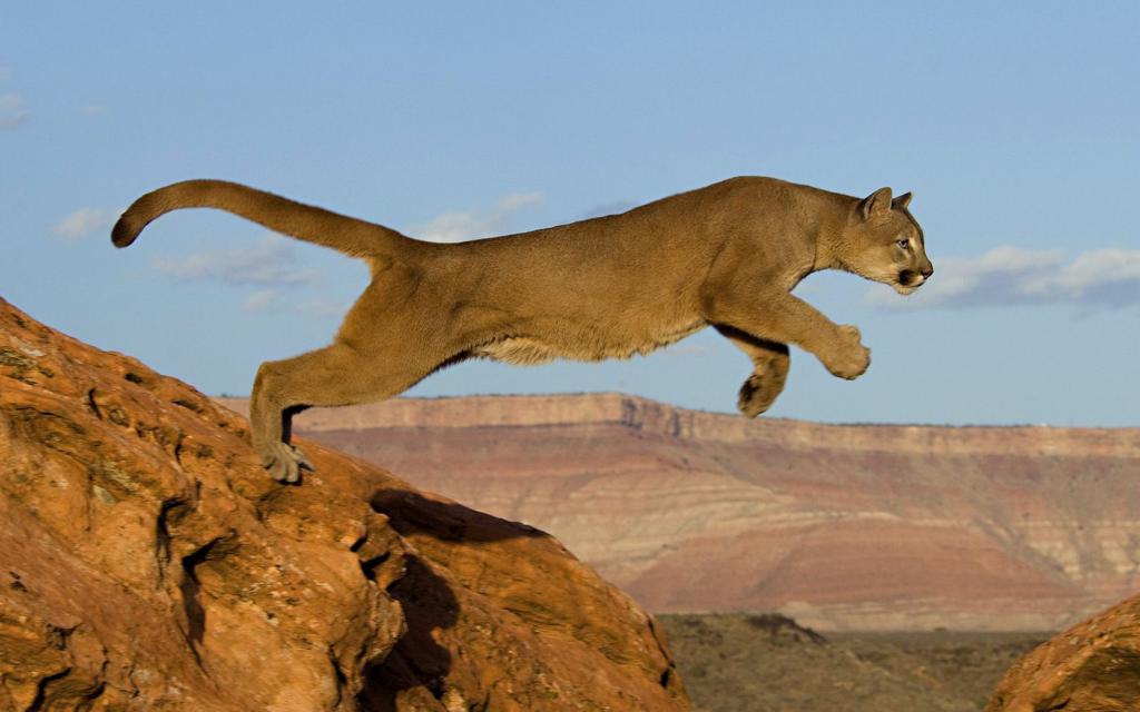 American Lion Jump