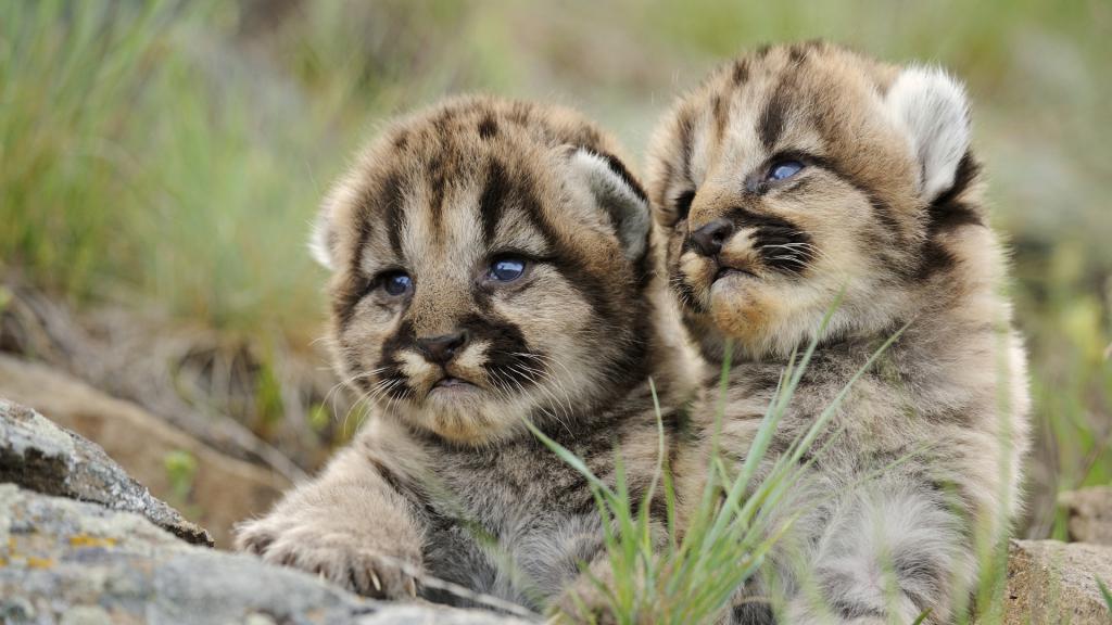 Cougar mláďata