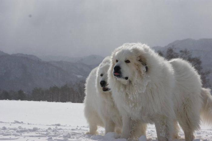 Veliki Pirenejski gorski pes