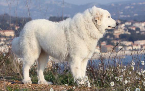 addestrando un cane da montagna dei Pirenei