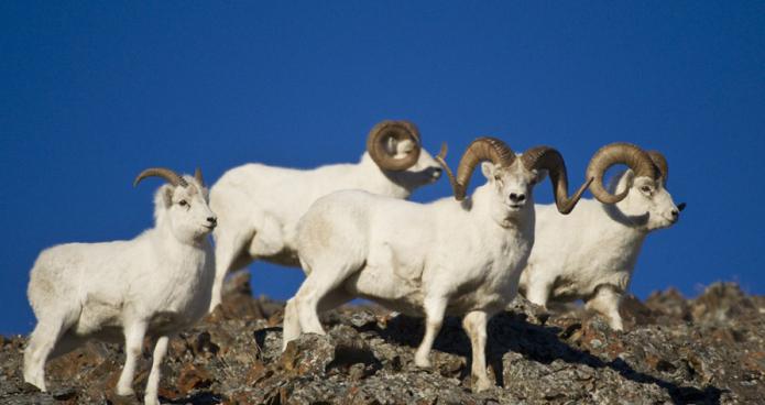 pecore di montagna