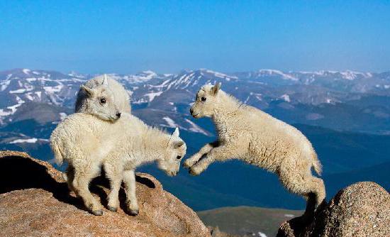 pecore di montagna argali