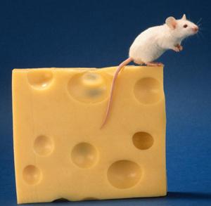 предотвратяване на треска от мишка