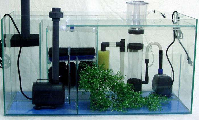 zelena voda v akvariju