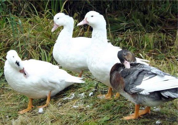 Mulard Ducks
