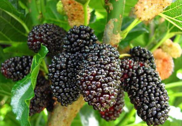 Mulberry škoda in koristi