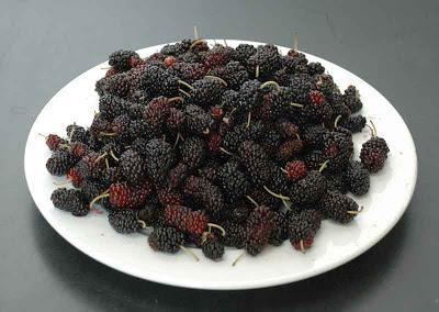 Mulberry plody jsou prospěšné a škodlivé