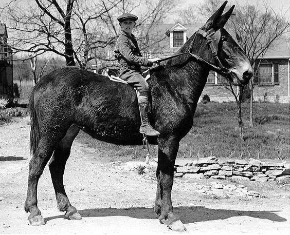 živočišná mule
