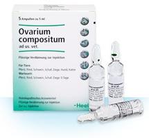 ovarium compositum