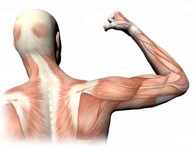 uzroci atrofije mišića