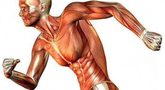 mehanizam kontrakcije mišića
