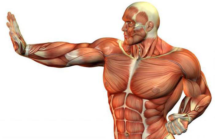 Fibre muscolari