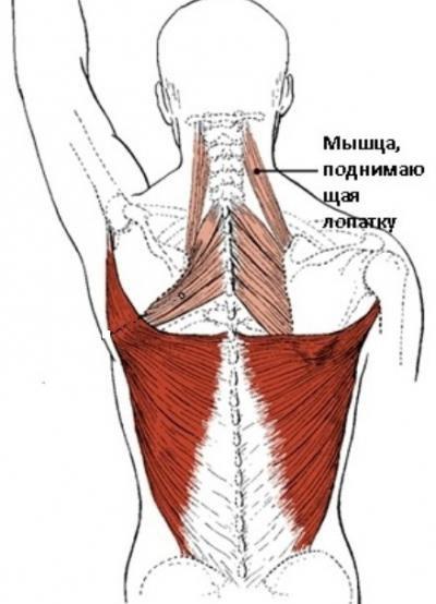 анатомия на рамото