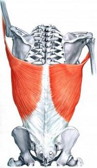 mišiće leđa
