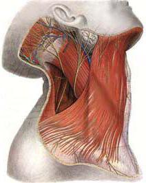 muscolo sottocutaneo del collo