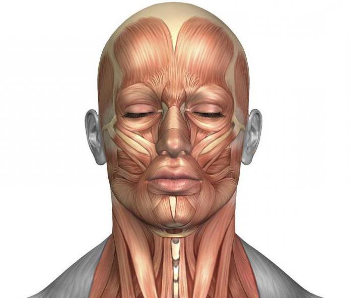 muscoli dell'anatomia del viso e del collo