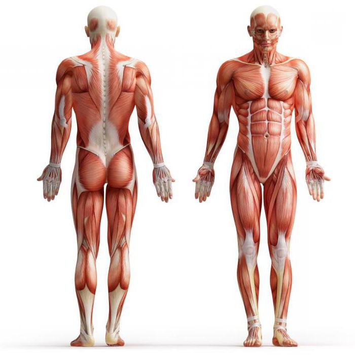 скелетни мускули