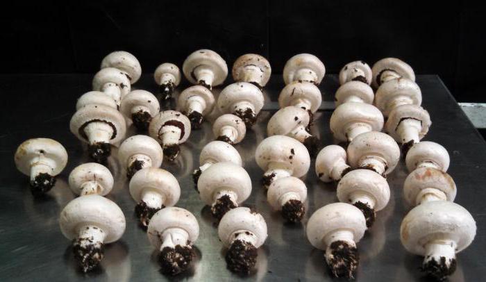 uzgoj industrijskih gljiva