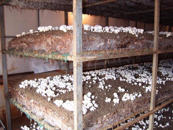 poslovni plan uzgoja gljiva
