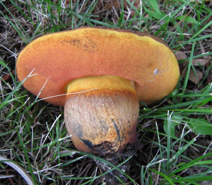 houby poddubovik